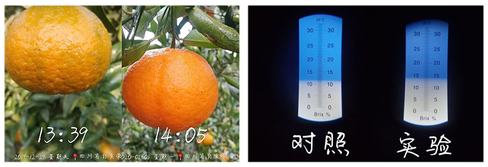 柯加力大量元素水溶肥應用案例